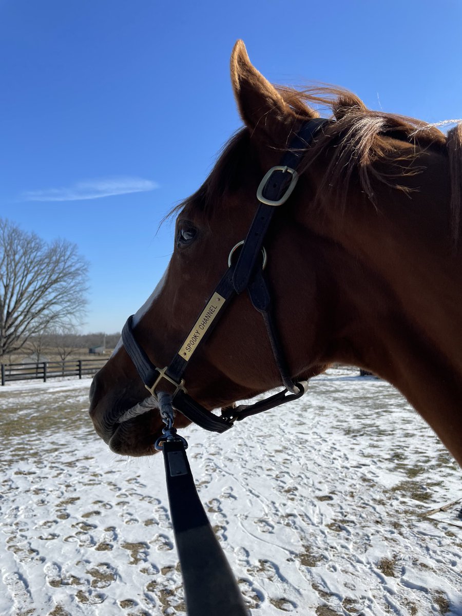 skurtz_05's tweet photo. We sure miss our big red giraffe, but we’re happy to see him enjoying the sunshine and snow in KY. Counting down the days for your comeback big horse #spookychannel #hearthorse https://t.co/8VkJMcOfdV