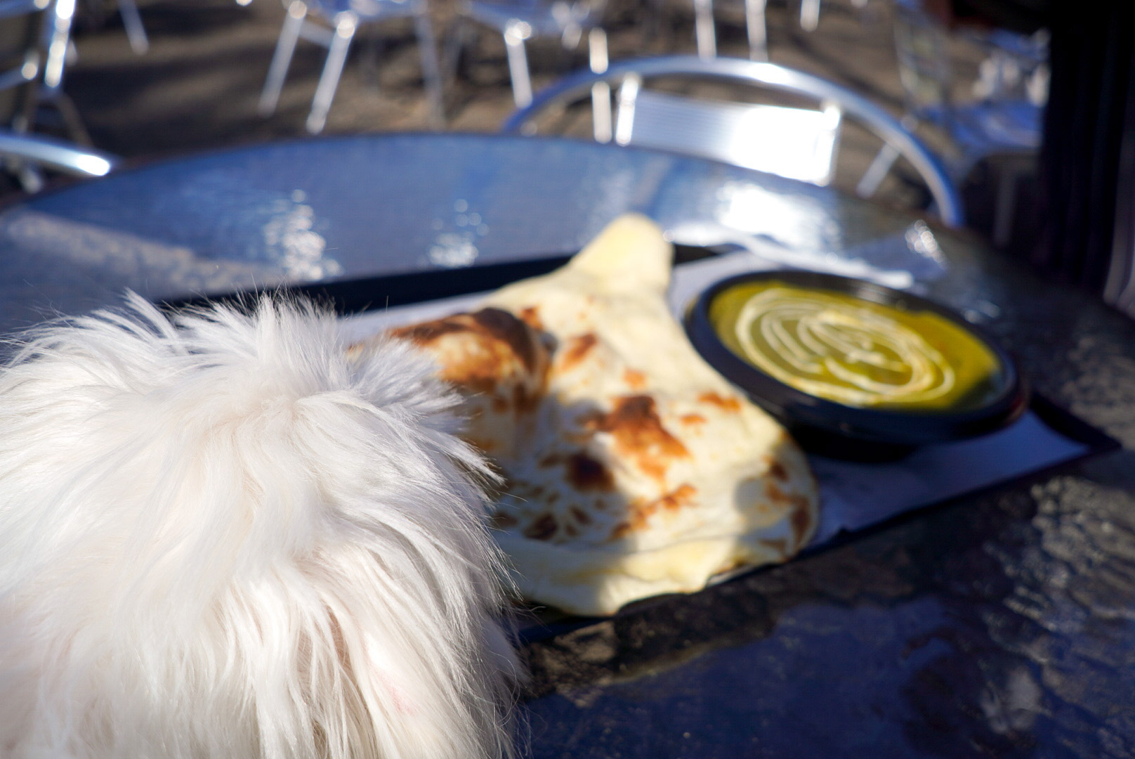تويتر カナメ على تويتر リトルワールドで食べ物の写真を撮ると いつも邪魔されるw リトルワールド 野外民族博物館 マルチーズ 犬のいる暮らし 犬散歩 犬山市 犬好きさんとつながりたい いぬのきもち T Co Nmoqr1zdmk