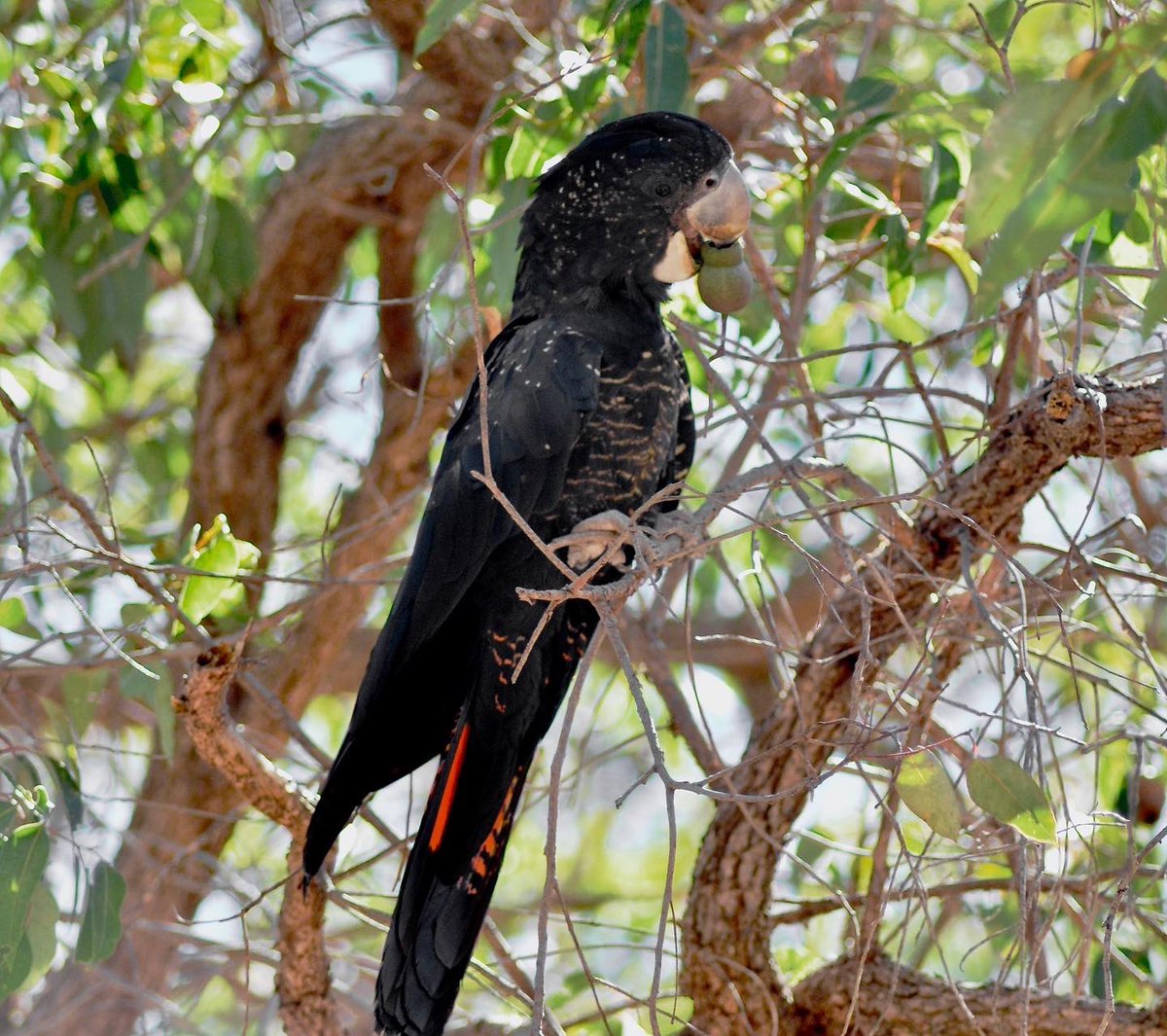 jkrmpp's tweet image. Practicing using dads old lens on my old Nikon, which only works using manual settings and (for me) a lot of luck 😅
#australianbirds #birdlife #wildoz #australianwildlife #westernaustralia