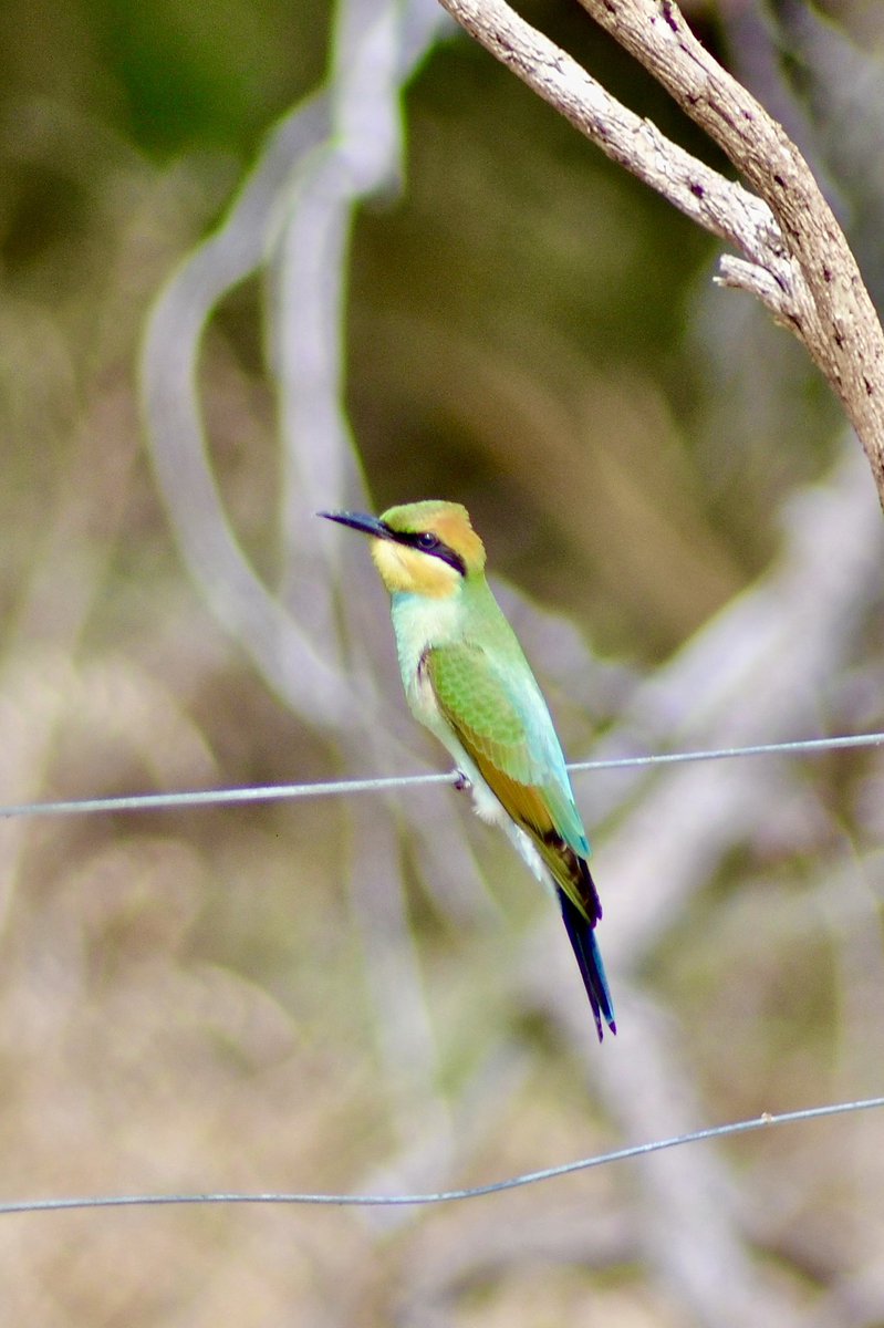 jkrmpp's tweet image. Practicing using dads old lens on my old Nikon, which only works using manual settings and (for me) a lot of luck 😅
#australianbirds #birdlife #wildoz #australianwildlife #westernaustralia