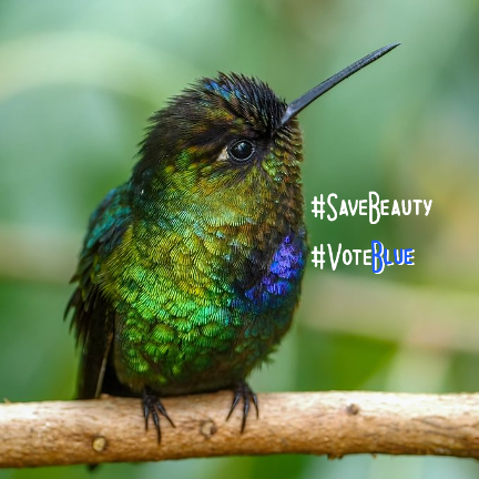 time4kind's tweet photo. #SaveBeauty #MailVoteBLUE https://t.co/tSocVAq2ms