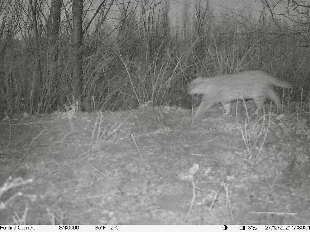 BirdingBeijing's tweet image. Rejoice! Students checking an infrared camera were overjoyed when they found an image of a Leopard Cat (豹猫). Learning about the habitat requirements of this elusive species is crucial in order to encourage enlightened land management policies in Beijing.