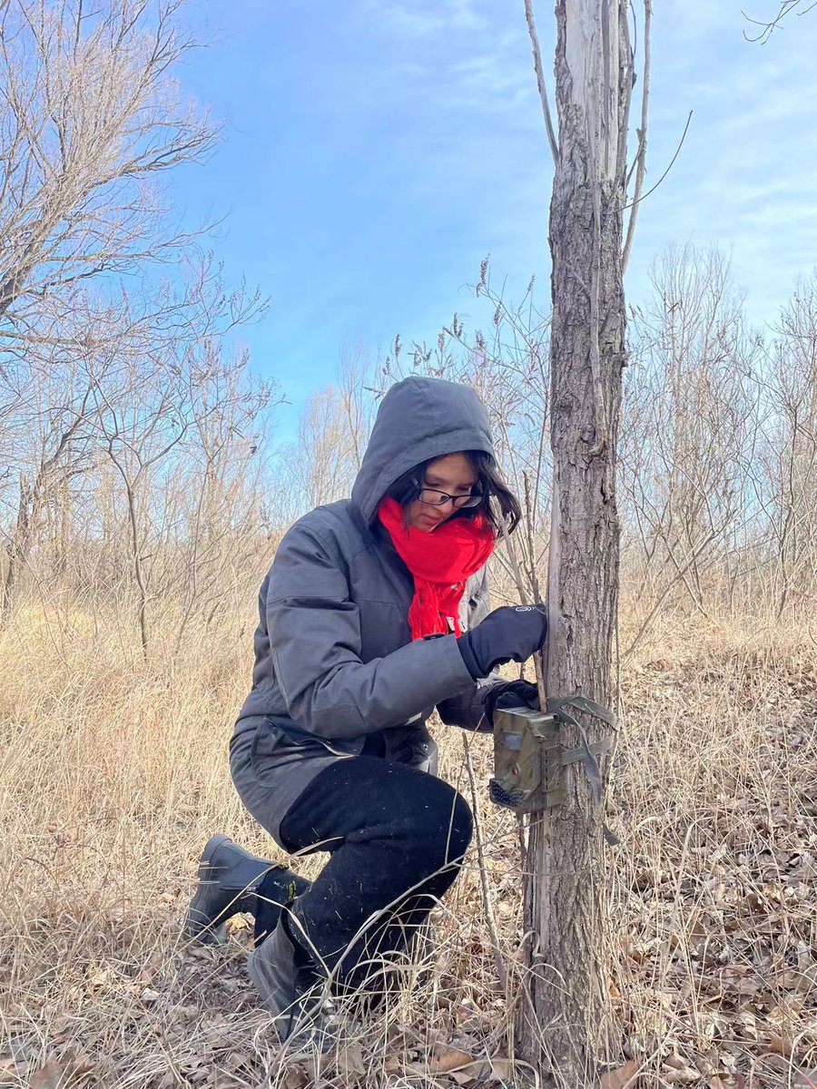 BirdingBeijing's tweet image. Rejoice! Students checking an infrared camera were overjoyed when they found an image of a Leopard Cat (豹猫). Learning about the habitat requirements of this elusive species is crucial in order to encourage enlightened land management policies in Beijing.
