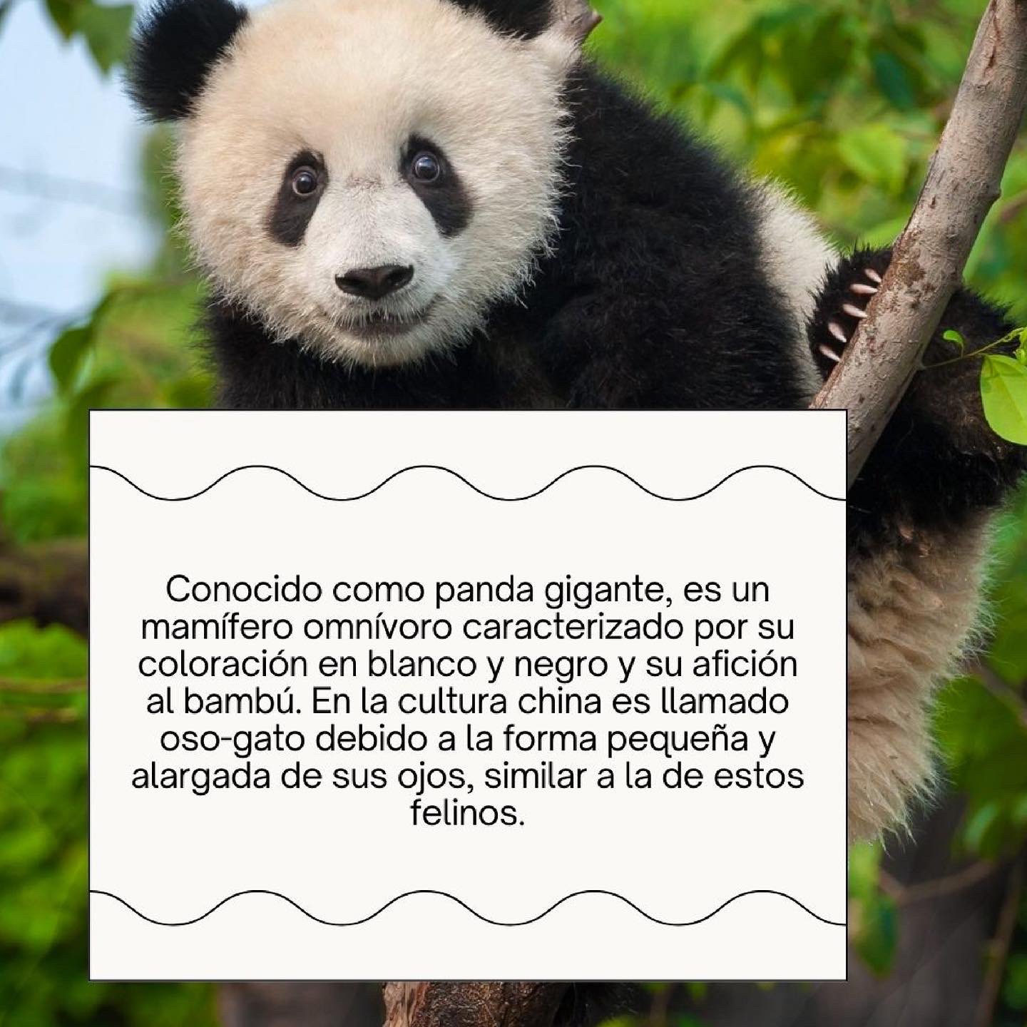 enfocar Coro Higgins Lolita Ayala в Twitter: „¿Quieren saber más del oso panda?  https://t.co/QH50WA5nZ8“ / Twitter