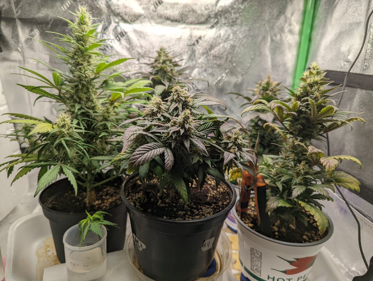 TempleGrower's tweet photo. Things seem to have really turned around in the #MicroGrow since draping a towel over the tent. Light leak solved! Lol. Some beauuuty colours coming out in the #CaliBerry and #SecretAsianVixen though. π Day 59 today so 2.5-3 more weeks! Homestretch!π±
#GrowYourOwn #Cannabis https://t.co/VGGQBQAc15
