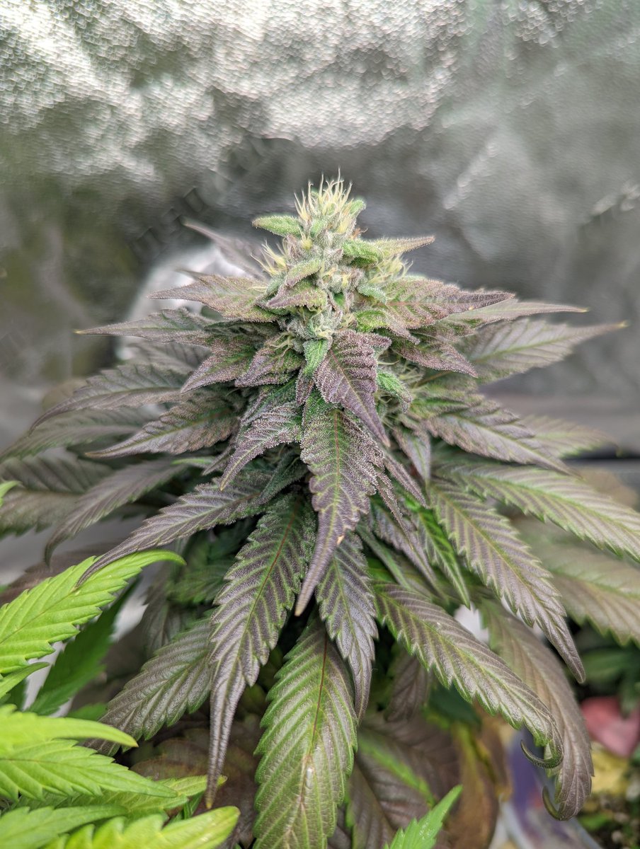 TempleGrower's tweet photo. Things seem to have really turned around in the #MicroGrow since draping a towel over the tent. Light leak solved! Lol. Some beauuuty colours coming out in the #CaliBerry and #SecretAsianVixen though. π Day 59 today so 2.5-3 more weeks! Homestretch!π±
#GrowYourOwn #Cannabis https://t.co/VGGQBQAc15