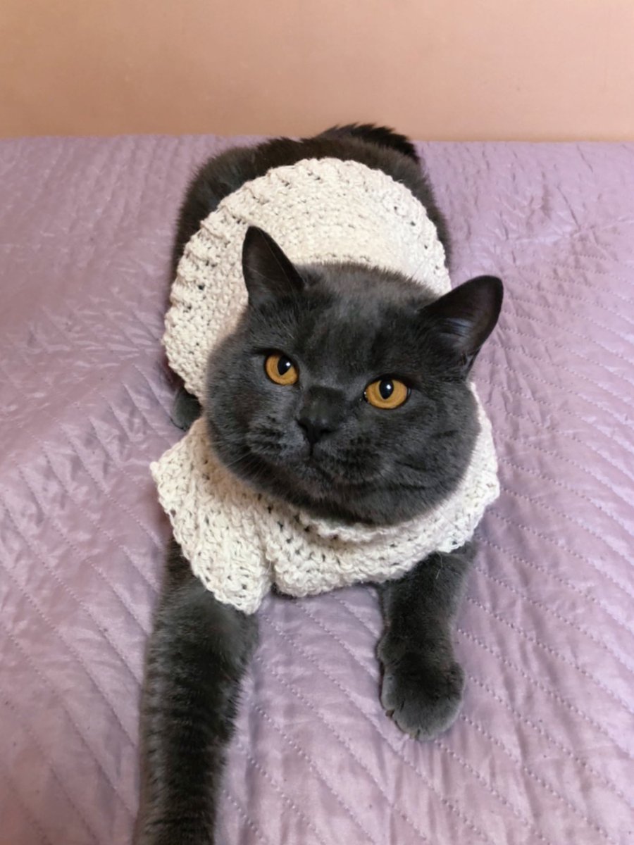 vtsyrenova's tweet photo. I’ve crocheted my cat a sweater and it looks super cute on him https://t.co/egpYB2Pmof