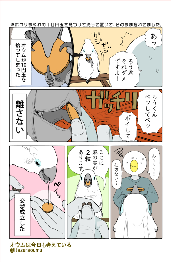 オウムさんに それはダメだからおやつと交換して と頼んだら 飼い主に物を売ろうとするようになった話 うちのもやる Togetter
