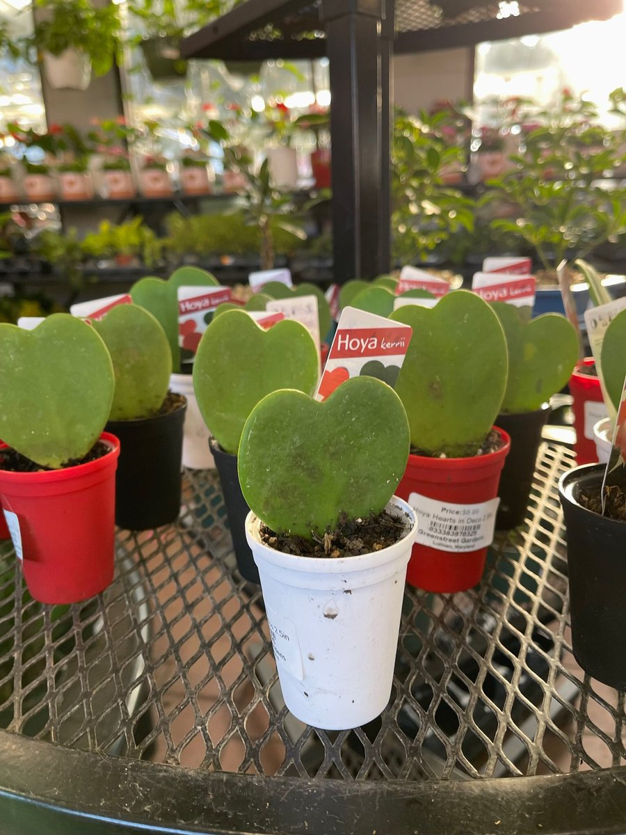GreenstreetNOVA's tweet photo. A few Hoya Hearts left for your sweetie #valentinesdaygift #Succulents https://t.co/gos9QGQaL1