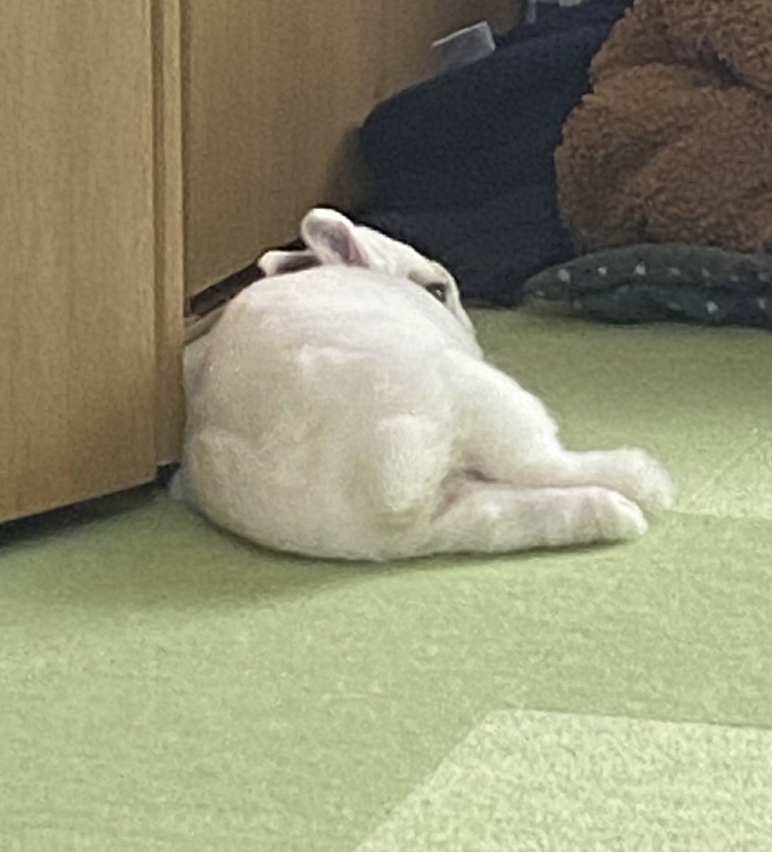 shogun1016's tweet photo. うさけつようび！

#うさぎ #うさぎのいる暮らし #うさけつようび https://t.co/ySPItedGrB