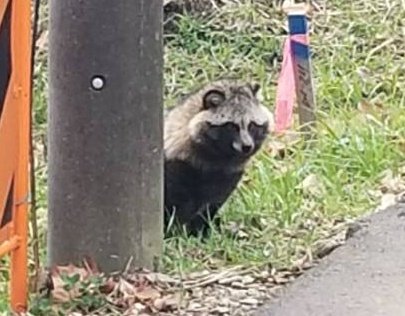 野生のタヌキに遭遇したが 疲れていたのでノーリアクションで通り過ぎたら え素通り タヌキですよ ご存知ない みたいな顔された人の話 Togetter