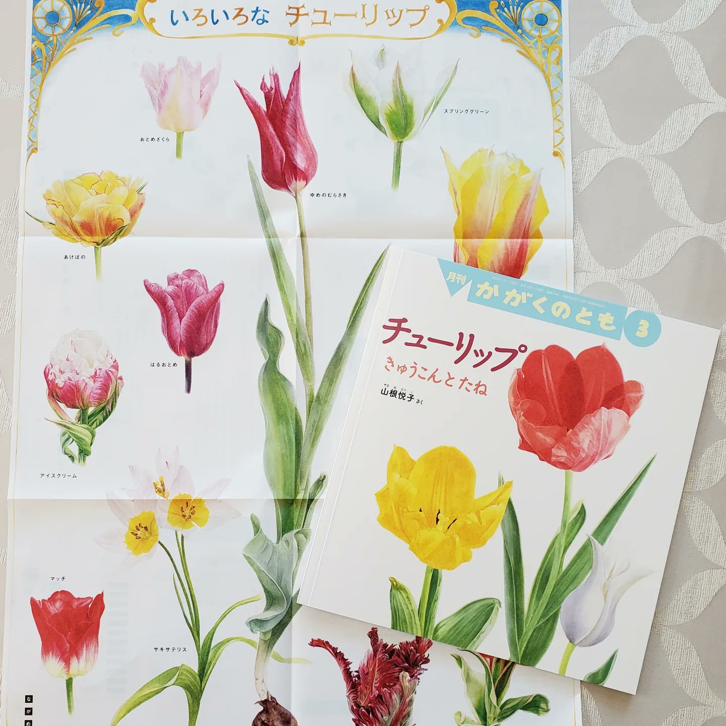 Etsubota チューリップきゅうこんとたね かがくのとも3月号が今月から発売されました 種子植物でもあるチューリップ 球根での栽培から 交配し種を栽培までを3年間に渡って行い 絵本を描きました 読んでみてね チューリップ かがくのとも