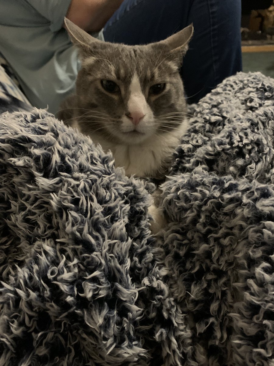 pirate_mouse's tweet image. Prince Niko is snuggled in this evening. He wished to say it was a total setup. But he is thankful for the fluffed up blanket. #CatsOfTwitter #fuzzyblanket #cozy #SundayVibe