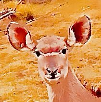 ozty2000's tweet image. What are you looking At.