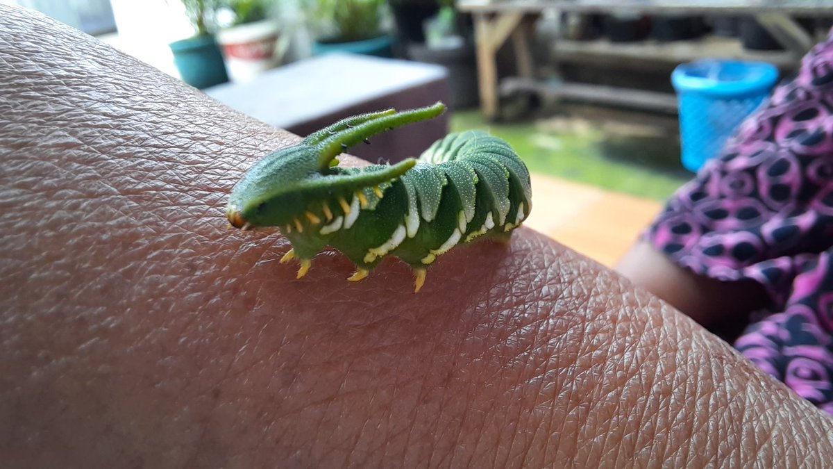 ZOO_FESS's tweet photo. ⚠️ ulat ulet 
Ulat Naga yang kemaren nih Zoo 🐲  Sama mamak udah ditaro di pohon, kagak dibunuh soalnya dia secantik itu 😅

 https://t.co/7c444TyHZZ