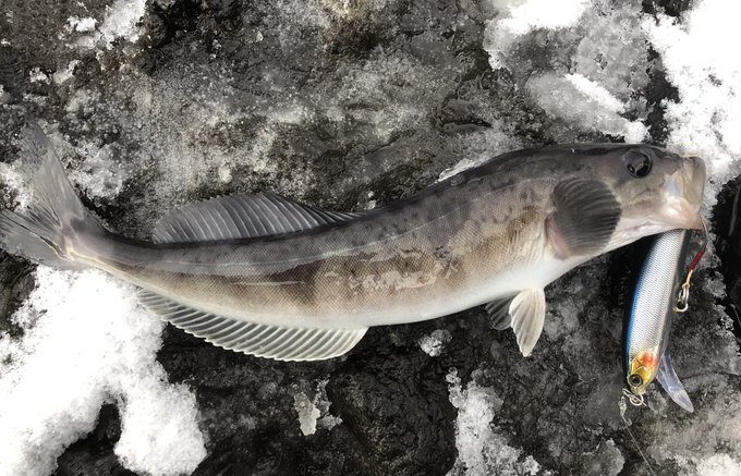 60gのヘビーシンキングミノーのジャーキングでホッケ釣りはかなり面白かったぞ('・ω・`) 