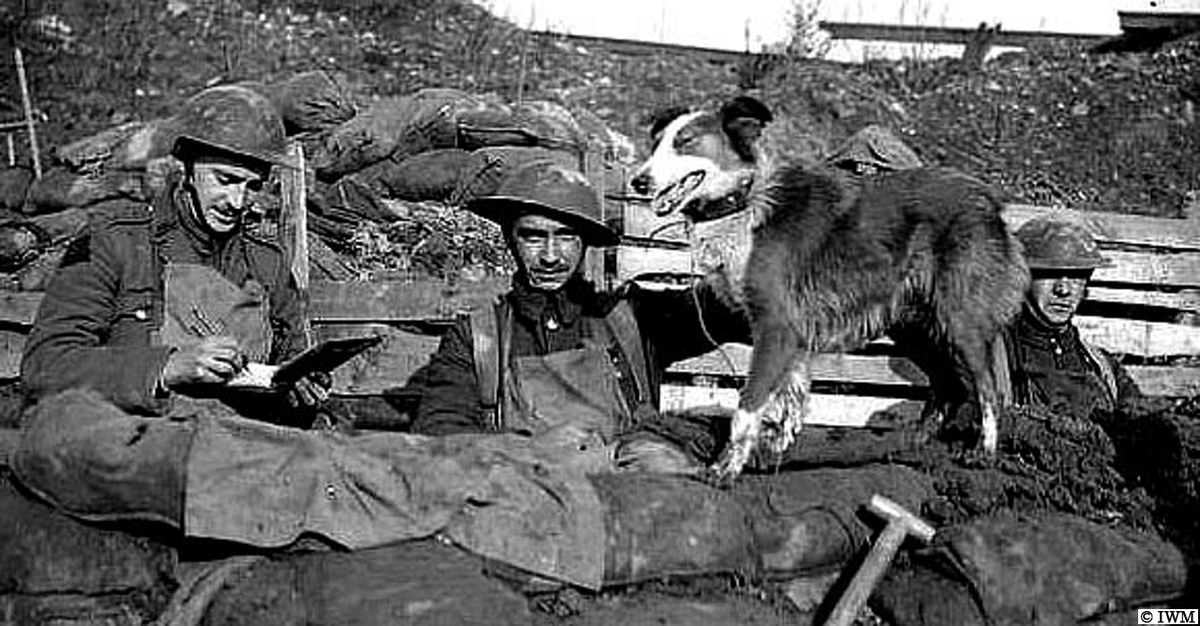 #OTD in 1918, Cuinchy, France. A trench message dog and men from 5 Manchester. #WW1 #HISTORY
