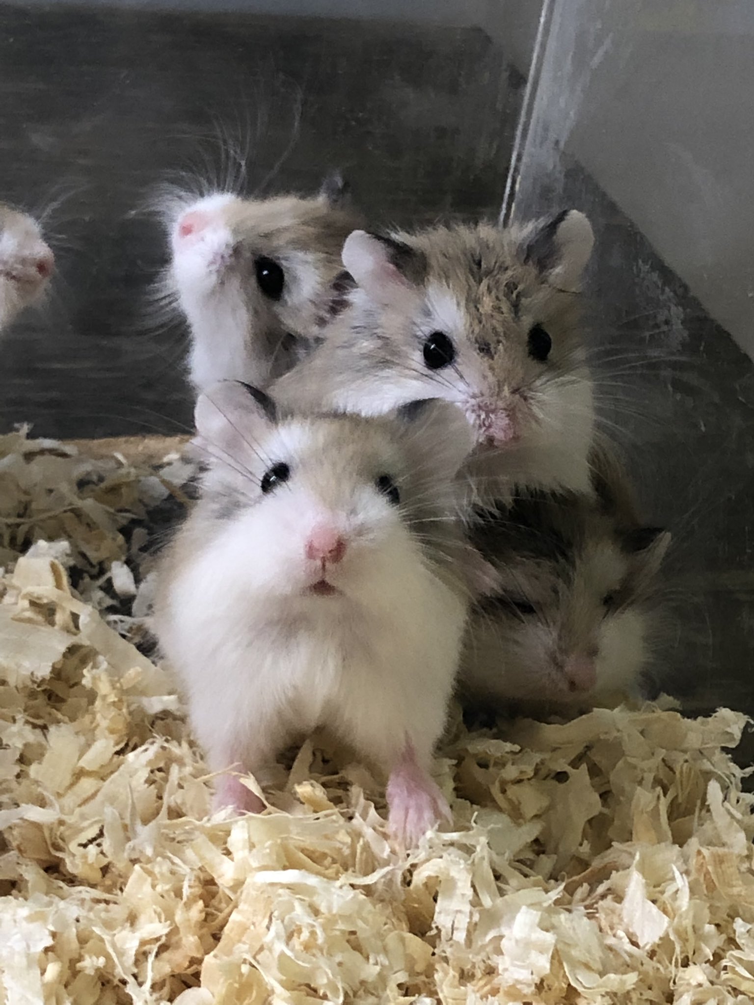 小動物カフェROCK☆STAR on X: 