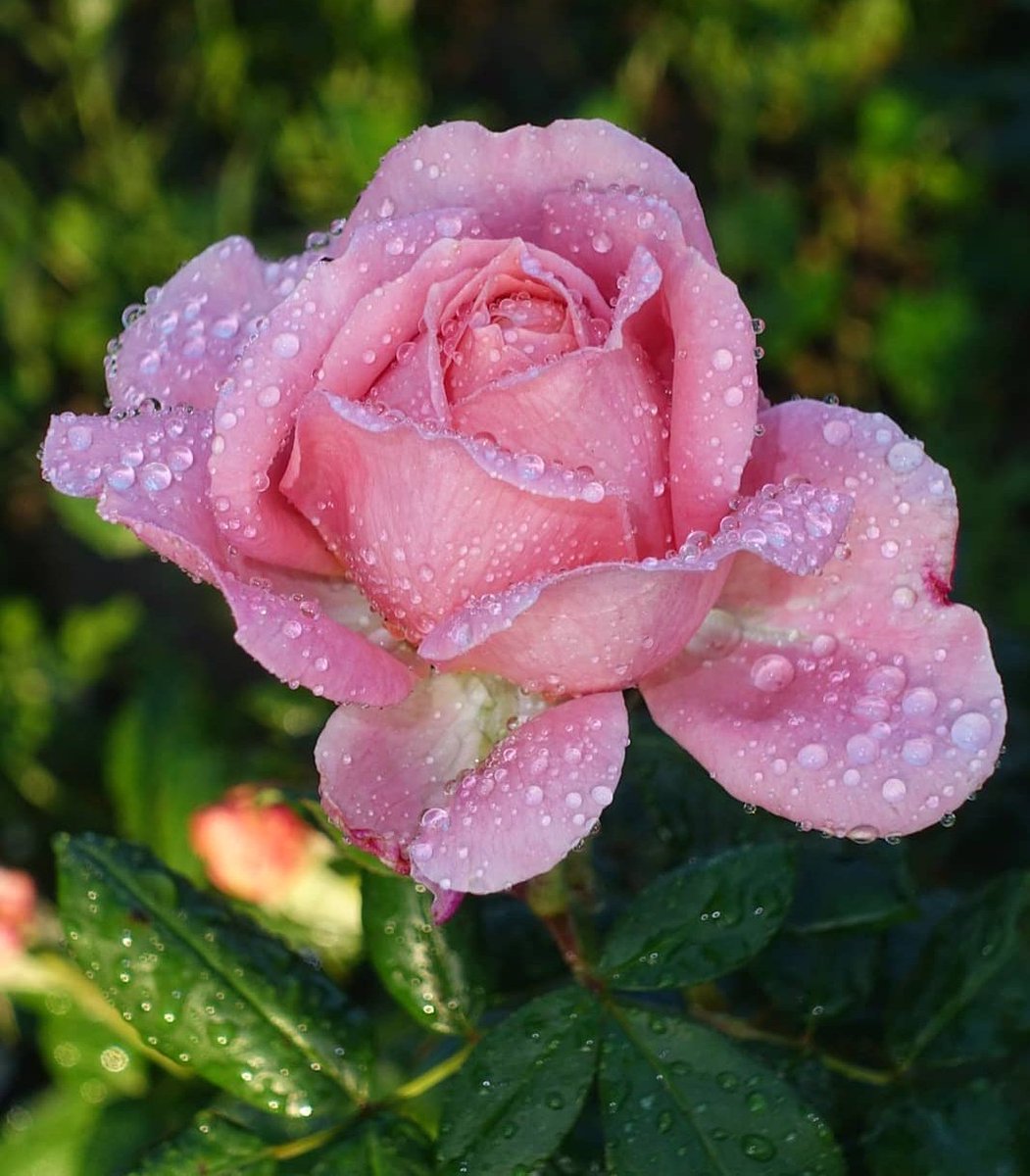 Daniella_C1804's tweet photo. ༄ *•.🌹Good morning 🌹.•*༄ https://t.co/0vHoDD0s4B