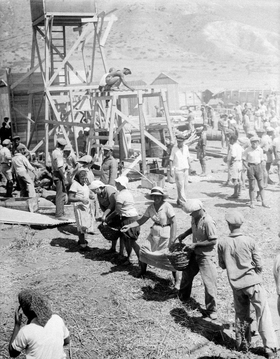 رجال ونساء يهود يعملون بكد ومثابرة خلال إنشاء القرية التعاونية (كيبوتس) عين غيف عام 1937.. بهذا الكفاح…