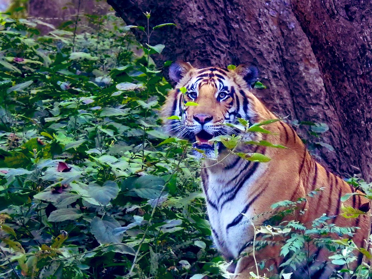 rameshpandeyifs's tweet photo. Sathyamangalam Tiger Reserve (STR) in Tamil Nadu has won the prestigious TX2 award for doubling the tiger numbers to 80 since 2010. 
Bardia National Park in Nepal has also bagged this year’s TX2 award for doubling the tiger numbers in the wild. 🐅 🐅 #conservation #wildlife https://t.co/lXUDCEjYYq