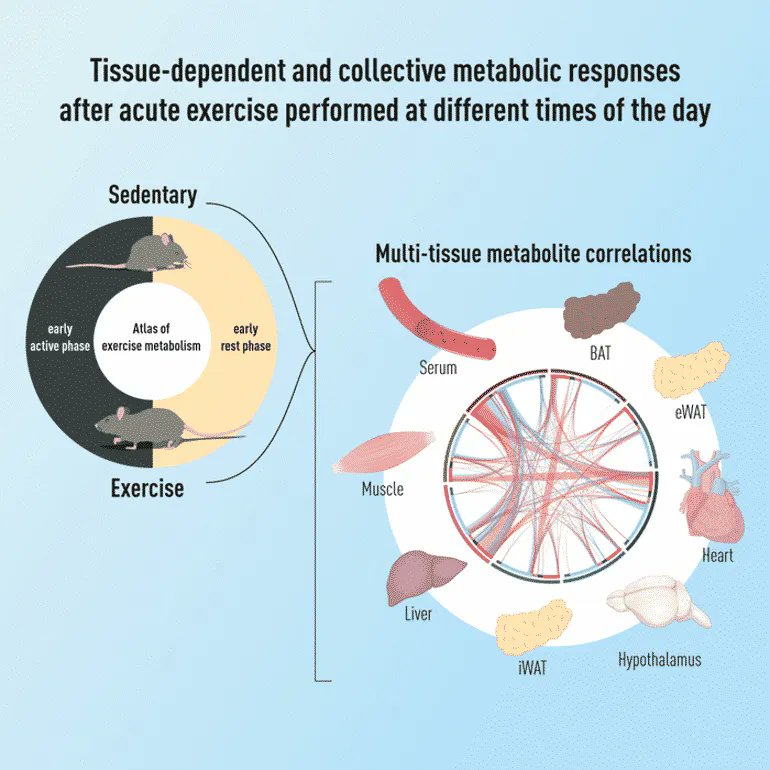 wef's tweet photo. Exercising at different times of the day changes the impact it has on your body https://t.co/8hinywriLR #Exercise #Health https://t.co/PsDX3LVXU9