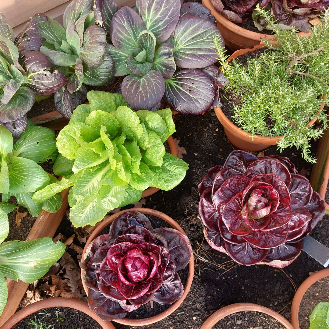 There’s always something new to see in the World Food Garden at Wisley, no matter what the season. 

We love this colourful display of veg in flower pots, including Chicory ‘Rossa Di Verona’ and Pak Choi ‘Yuushou’. 

Plan your visit: rhs.org.uk/gardens/wisley…