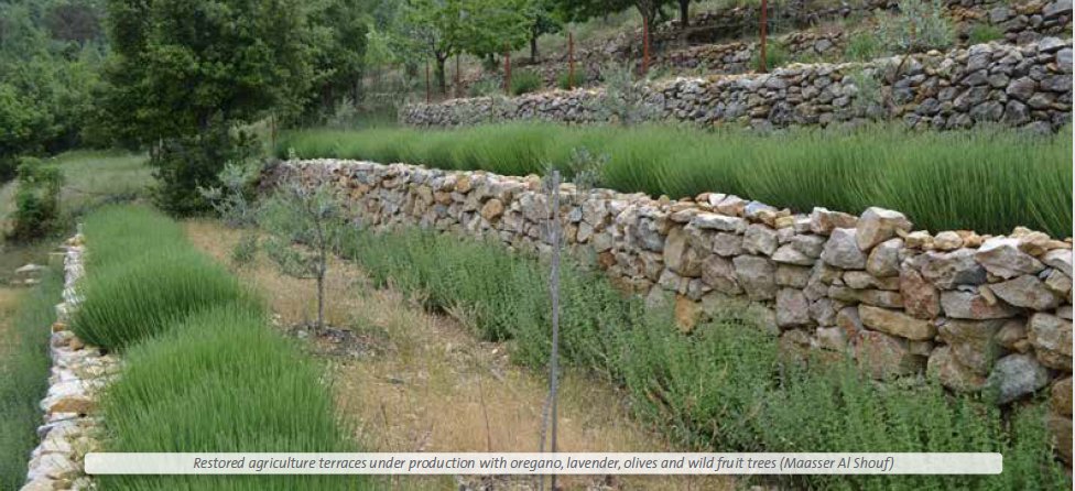 CrowtherLab's tweet photo. “Local people are looking for initiatives to fuel economic growth and livelihood opportunities.”
Read more about the Forest and Landscape Restoration (FLR) approach taken in the Shouf Biosphere Reserve, Lebanon: https://t.co/HMMeRx5zTO #restories #forestrationints https://t.co/pfJTT5Z5O2
