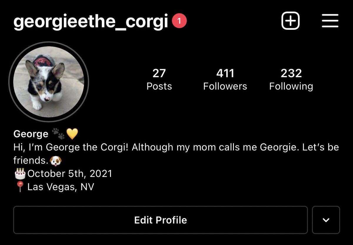 angiee_gee's tweet photo. If you need your daily dose of cuteness follow my puppy George on Instagram!! 

(Yes, I’m that Dog mom —&amp; why not share how adorable he is 🤷🏽‍♀️💛) #Corgi #corgipuppy #dogsoftwitter #dogs #AdoptDontShop #Instagram #dogmom https://t.co/EWcsAL1aXp