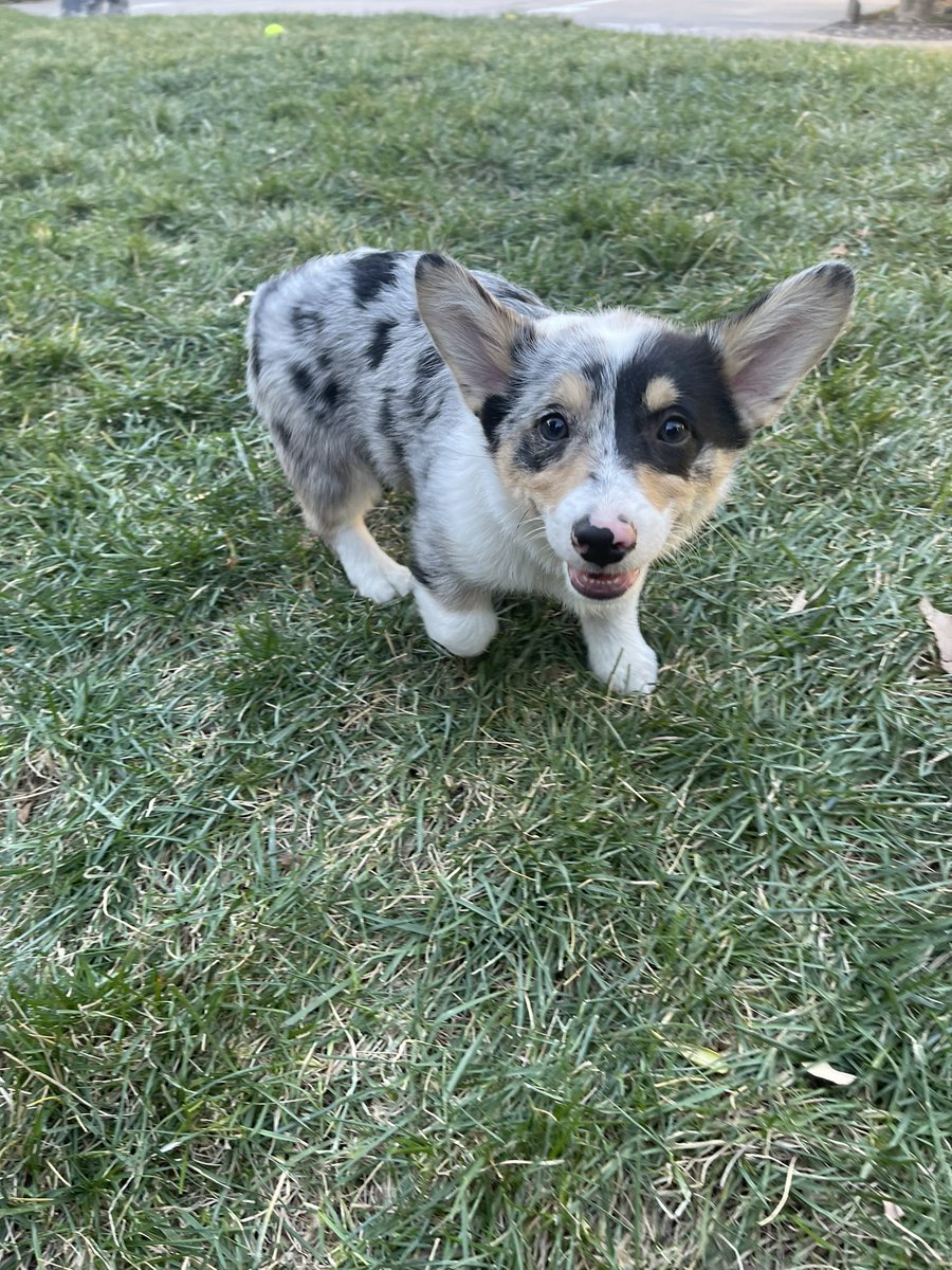 angiee_gee's tweet photo. If you need your daily dose of cuteness follow my puppy George on Instagram!! 

(Yes, I’m that Dog mom —&amp; why not share how adorable he is 🤷🏽‍♀️💛) #Corgi #corgipuppy #dogsoftwitter #dogs #AdoptDontShop #Instagram #dogmom https://t.co/EWcsAL1aXp