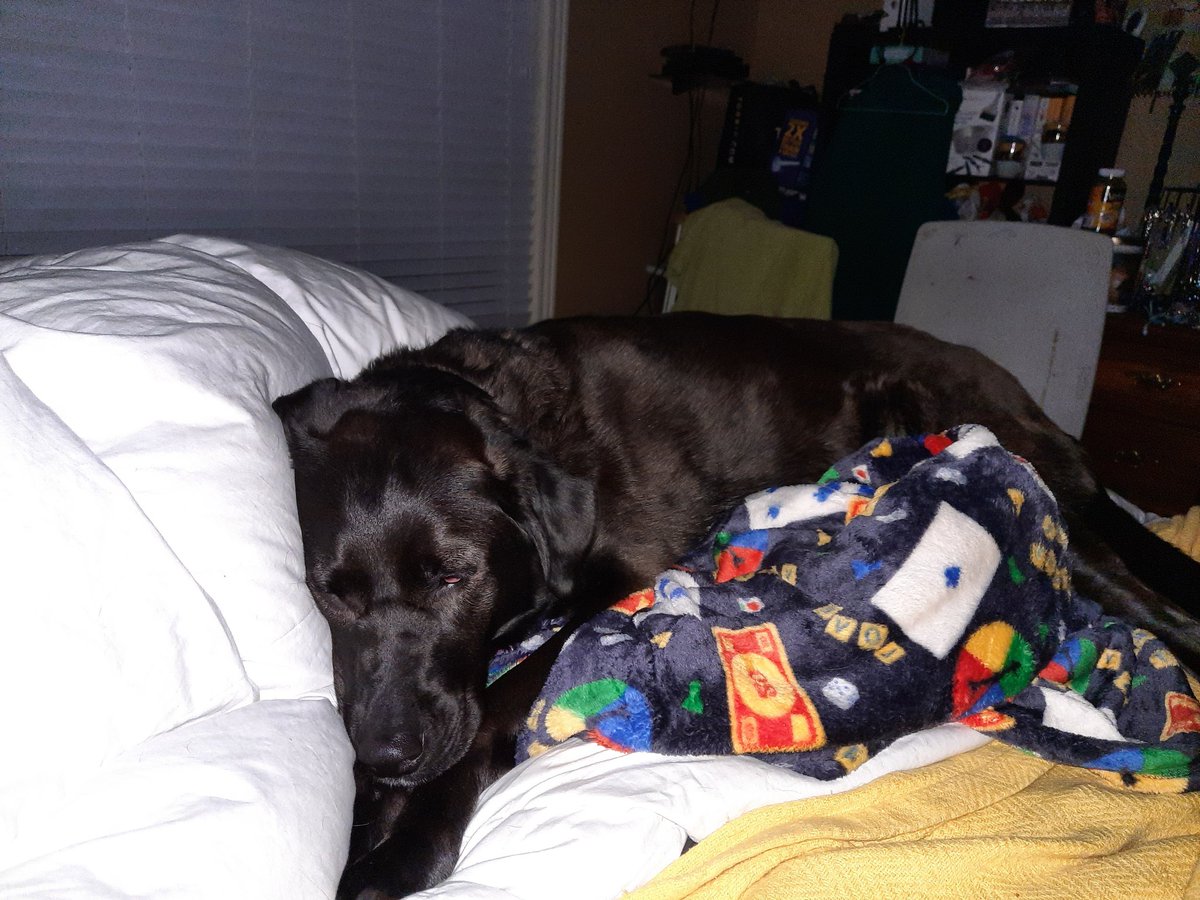 Dustin_IAAgBiz's tweet photo. Beretta was so freaked out that she won't rest unless she's in here. #BigBootyBaby https://t.co/LOJtL95AmE