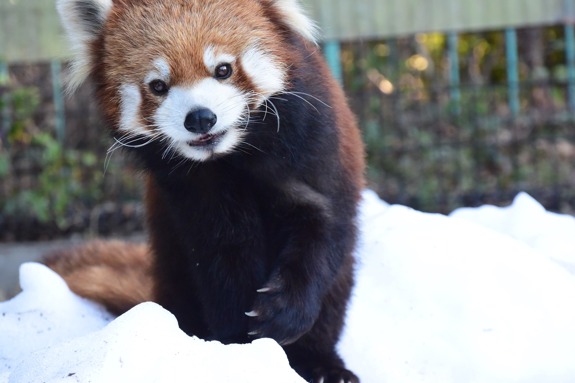 静岡市立日本平動物園 レッサーパンダに雪のプレゼント T Co T1qnovw2ze 日本平動物園 レッサーパンダ 雪 プレゼント リバウェル井川 オクシズ T Co Nov9jlk6px Twitter