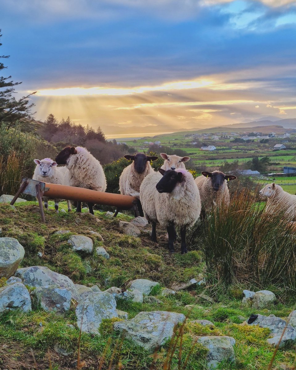 DanielDiverblog's tweet photo. Sunday stroll in the #UrrisHills
#donegal #inishowen #wildatlanticway #ireland https://t.co/PMy9sZLYDl