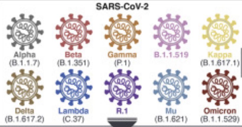 laoneill111's tweet photo. Yet again, T cells give us hope against future variants of SARS-CoV2. Crotty lab shows how current vaccines hold up against multiple variants from alpha to omicron.

https://t.co/lCm2CuCljn https://t.co/Gi7mwqYFsB
