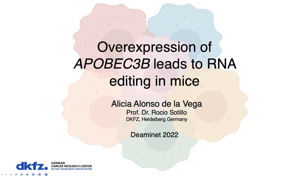 SotilloLab (@sotillolab) on Twitter photo and the best oral presentation at the @Deaminet meeting 2022, goes to...<a href="/Aliciaadv/">Alicia Alonso de la Vega</a> , Alicia Alonso de la Vega, PhD student of the <a href="/SotilloLab/">SotilloLab</a>, super proud of you! Congratulations!!!! and the best oral presentation at the @Deaminet meeting 2022, goes to...<a href="/Aliciaadv/">Alicia Alonso de la Vega</a> , Alicia Alonso de la Vega, PhD student of the <a href="/SotilloLab/">SotilloLab</a>, super proud of you! Congratulations!!!!
