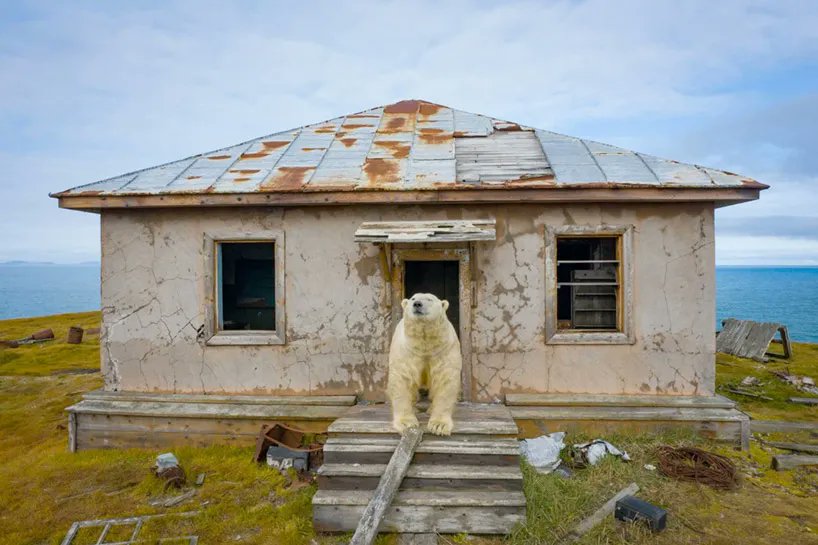 designboom's tweet photo. on kolyuchin island, between russia and alaska, these polar bears have moved into an abandoned weather station. https://t.co/Oa30SO6pIc https://t.co/DcUnThmr6h