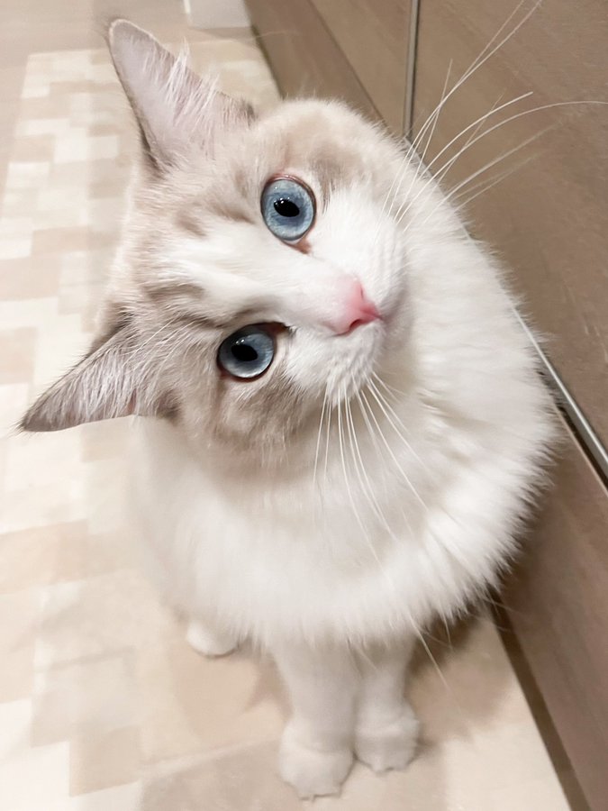 猫界の花沢類 愛猫の ま きのっ に飼い主も悶絶 おたくま経済新聞