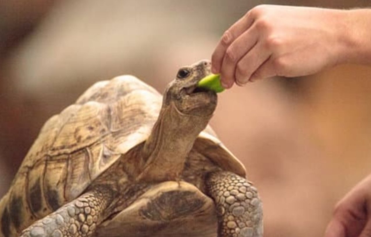 Npo法人リンク トゥ ミャンマー クラウドファンディング挑戦中 詳細は ミャンマークイズ 答え ミャンマー特有の動物は ビルマホシガメ です ビルマホシガメはミャンマー中部 西部に分布していましたが 森林伐採により絶滅し