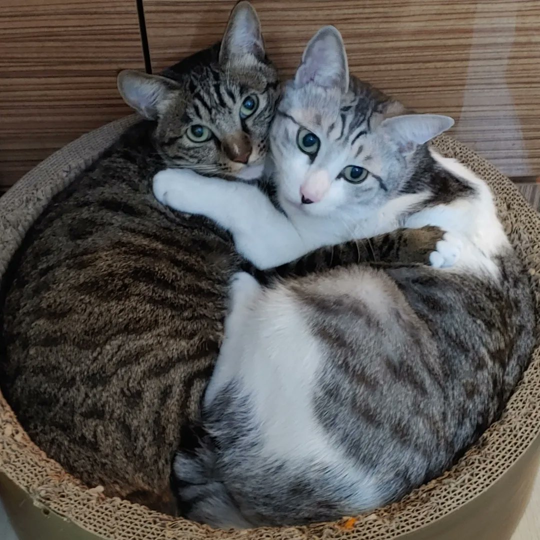 우리 뚜찌, 빠찌 두 친구 (5살,4살) 입양해주실분 어디 계실까요. ㅠㅠ 
입양문의다 1개도 없네요....후 가족찾기란 정말 쉽지않아요 ㅠㅠ 2월부턴 아버님이 완전히 들어오신다는데, 어찌 될런지......임보받았다가 혹시 그대로 잠수 타실까봐 받아주지도 못하겠어요 ...
아이프로필은 메인글 봐주세요