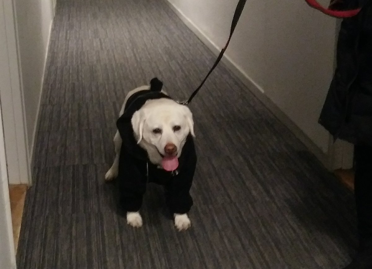 JACKACK7's tweet photo. My dog in my hoodie, ready for the cold. #dogsoftwitter #JackAckman https://t.co/9wxRUjEeDM