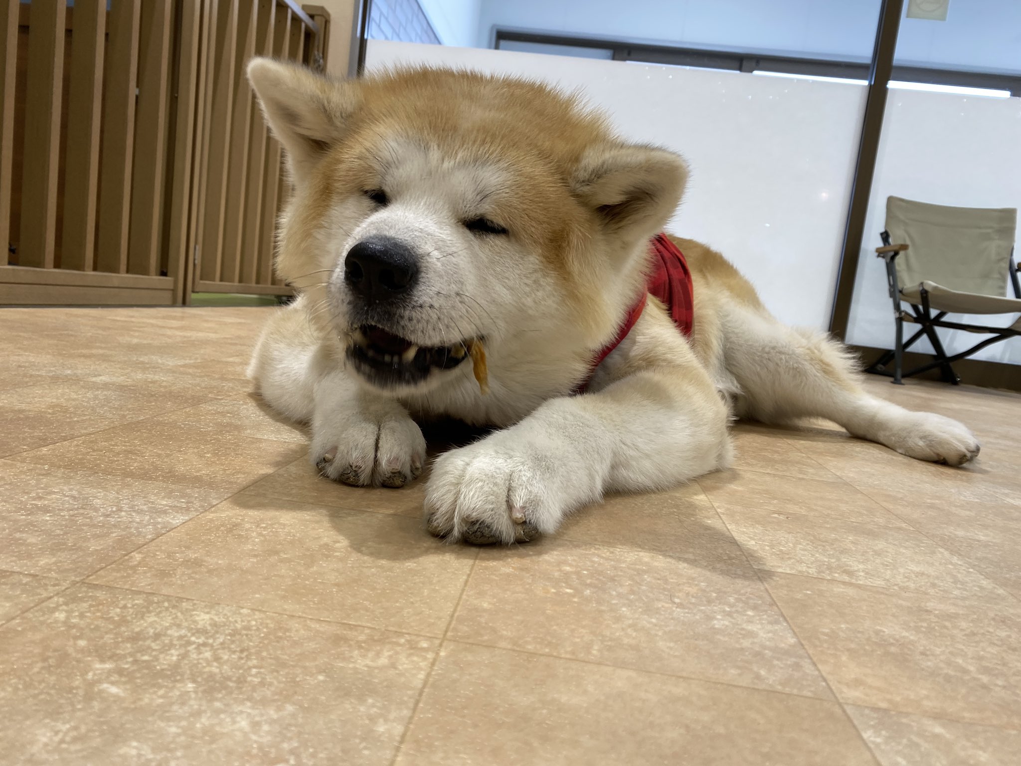 Twitter এ 秋田犬の里 公式 本日1月26日 水 午後の部 13 15 16 45 は 赤毛の男の子 ハチくん 7歳 と 茶々丸 ちゃちゃまる くん 生後8ヶ月 がお出迎え中です Come Say Hello To Hachi 7y O Amp Chachamaru 8m O Friendly Fam きょうの秋田犬