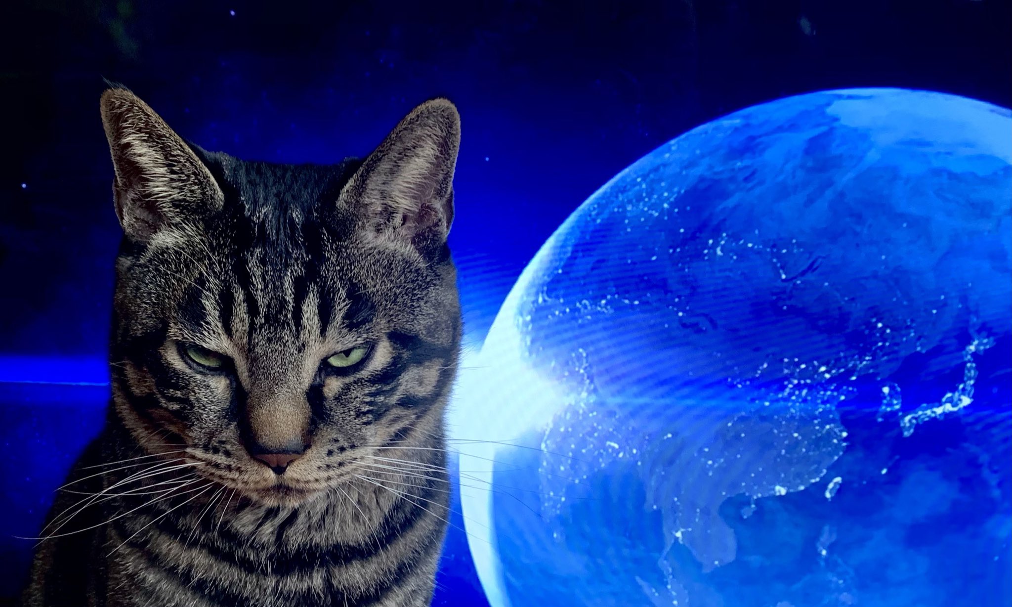 るい Torotolo うちの猫もかっこいいので見てください T Co Ynlsayq8al Twitter るい Torotolo うちの猫もかっこいいので見てください T Co Ynlsayq8al Twitter
