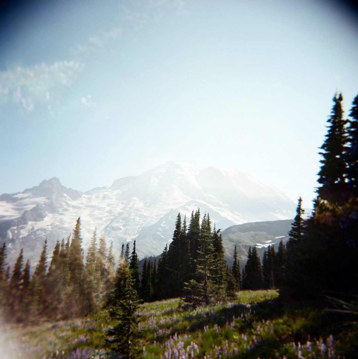 Mount Rainier captured on medium format film with a plastic lens toy camera. 🏔 #holga120 #filmphotography #PNW