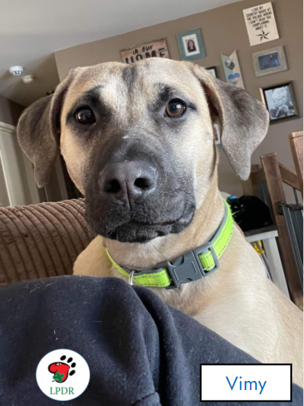 Hello, my name is Vimy and I am looking to adopt a family of my very own!  Applications accepted at luckypawsdogrescue.ca/fee-info-and-a…