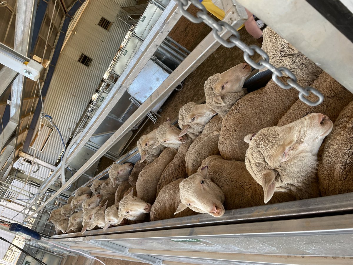 NathanAndo77's tweet photo. Racked and stacked. @ProWay2000 bulk handler is the bomb #gamechanger #worksmarternotharder https://t.co/wnkPYXuHqe