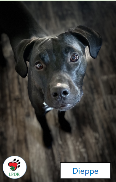 Hello world! I am ready to meet potential adopters!  Apply for me, Dieppe at luckypawsdogrescue.ca/fee-info-and-a…