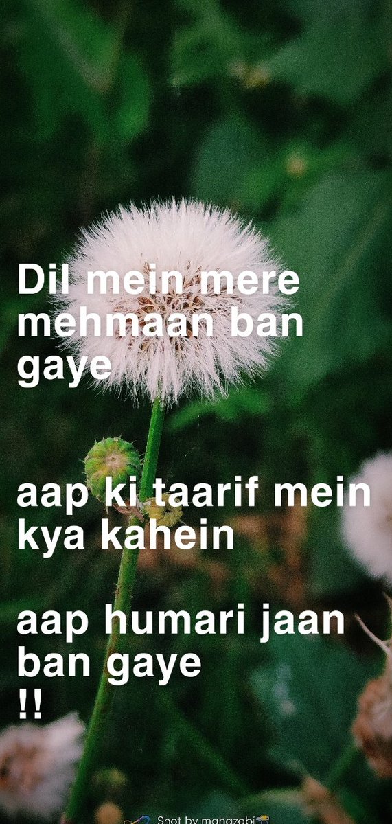 mahazabiiz's tweet photo. Apki tarif me kya kahe ap humari jaan ban gaye#lazz-e Mohabbat https://t.co/O5py5QsKYL