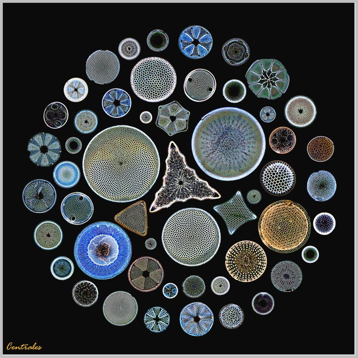 YemenFrame's tweet photo. هذه صور حقيقية لكائنات مجهرية وحيدة النواة تسمى"الدياتومات"Diatoms
هذه مخلوقات بحرية تنتج 28% من أوكسجين الكرة الارضية
وهي مصدر للطاقة الكربونية
عند موتها تحبس بداخلها الـ CO2
لتساعد في الاتزان البيئي
اذا أنتهت هذه الكائنات
أنتهت الحياة على الكوكب

🦠 https://t.co/5M8jdLA5Sd