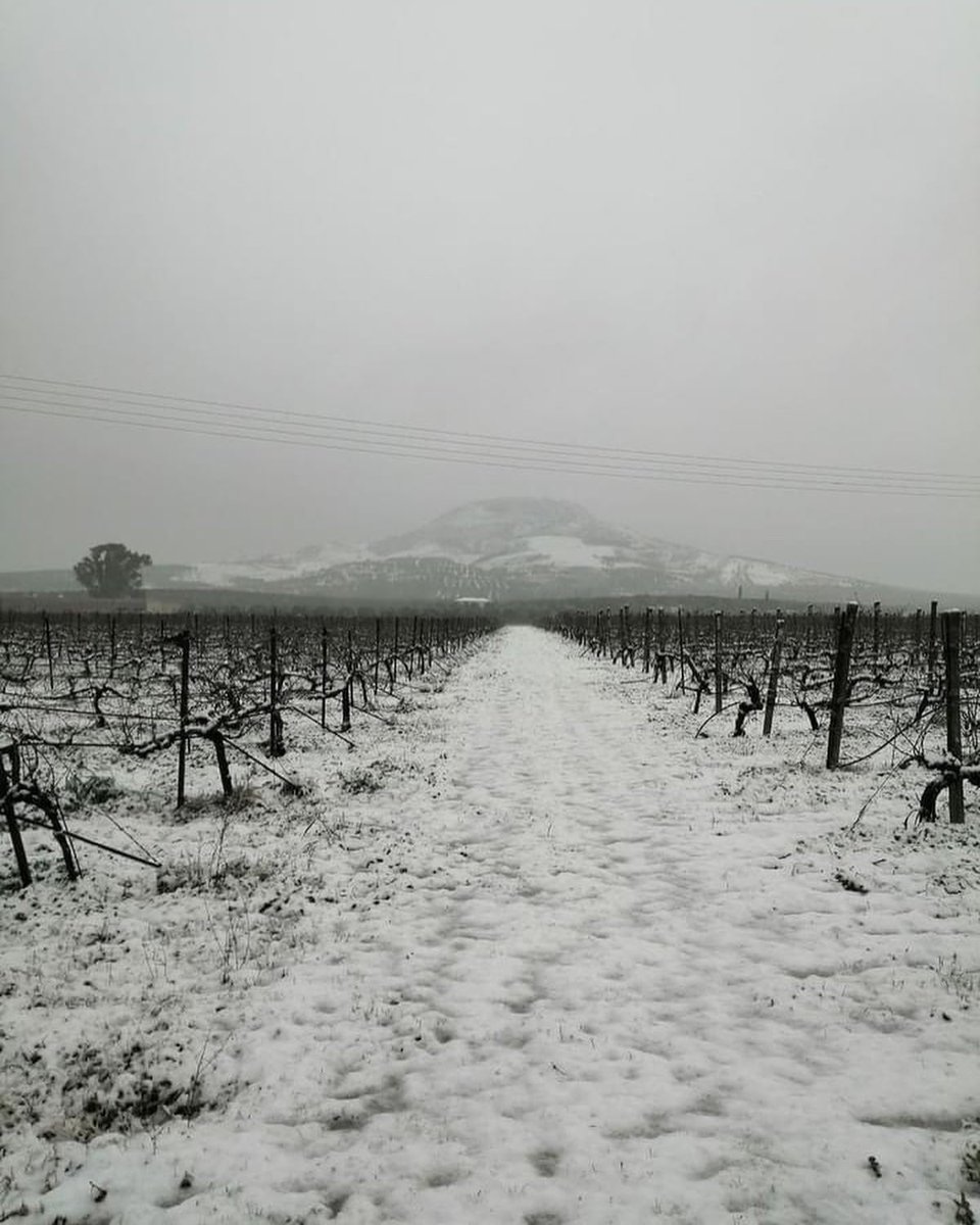 winesofcrete's tweet photo. Snow ❄️ fall in the South Heraklion where #strataridakis_winery is located.
This time almost all the island of #Crete was covered with snow.
Meanwhile our team prepares the Cretan Wine fair #OiNotika in #Heraklion, #Chania and #Cyprus!
#winesofcrete
@winewankers https://t.co/0sTtbB7Quf