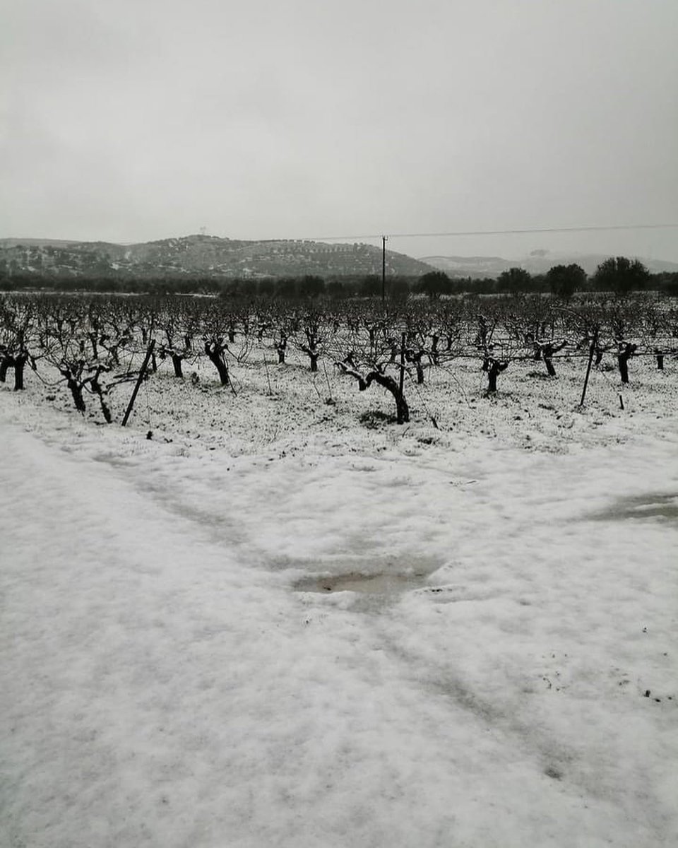 winesofcrete's tweet photo. Snow ❄️ fall in the South Heraklion where #strataridakis_winery is located.
This time almost all the island of #Crete was covered with snow.
Meanwhile our team prepares the Cretan Wine fair #OiNotika in #Heraklion, #Chania and #Cyprus!
#winesofcrete
@winewankers https://t.co/0sTtbB7Quf